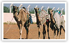 Camel racing