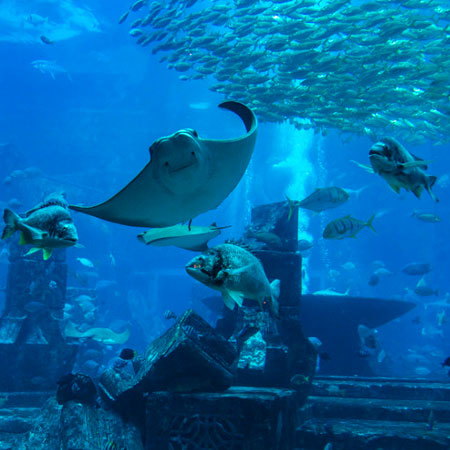 The Lost Chambers Aquarium - Atlantis The Palm